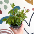 Peperomia angulata 'Rocca Vivace' - Sprouts of Bristol