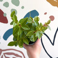 Peperomia angulata 'Rocca Vivace' - Sprouts of Bristol