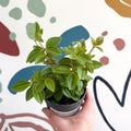Peperomia angulata 'Rocca Vivace' - Sprouts of Bristol