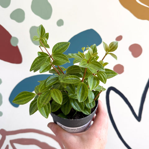 Peperomia angulata 'Rocca Vivace' - Sprouts of Bristol
