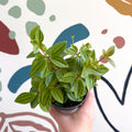 Peperomia angulata 'Rocca Vivace' - Sprouts of Bristol