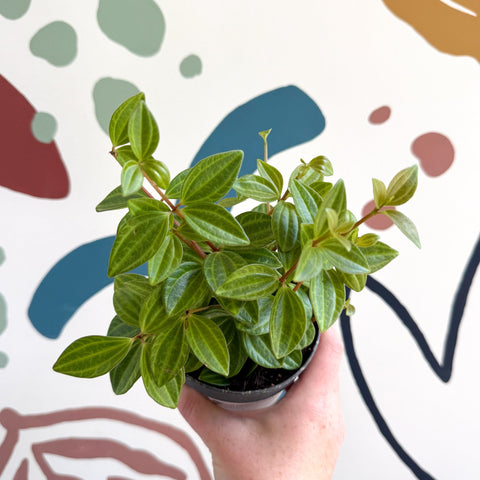 Peperomia angulata 'Rocca Vivace' - Sprouts of Bristol