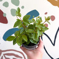 Peperomia angulata 'Rocca Vivace' - Sprouts of Bristol