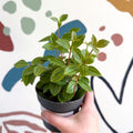 Peperomia angulata 'Rocca Vivace' - Sprouts of Bristol