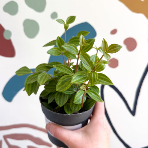 Peperomia angulata 'Rocca Vivace' - Sprouts of Bristol