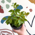 Peperomia angulata 'Rocca Vivace' - Sprouts of Bristol