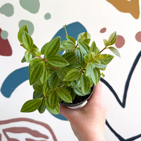 Peperomia angulata 'Rocca Vivace' - Sprouts of Bristol