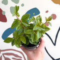 Peperomia angulata 'Rocca Vivace' - Sprouts of Bristol