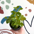 Peperomia angulata 'Rocca Vivace' - Sprouts of Bristol