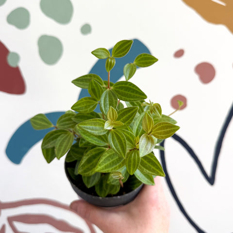 Peperomia angulata 'Rocca Vivace' - Sprouts of Bristol