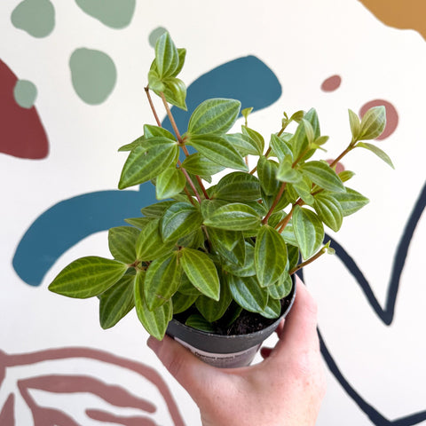 Peperomia angulata 'Rocca Vivace' - Sprouts of Bristol