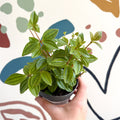Peperomia angulata 'Rocca Vivace' - Sprouts of Bristol