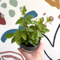 Peperomia angulata 'Rocca Vivace' - Sprouts of Bristol