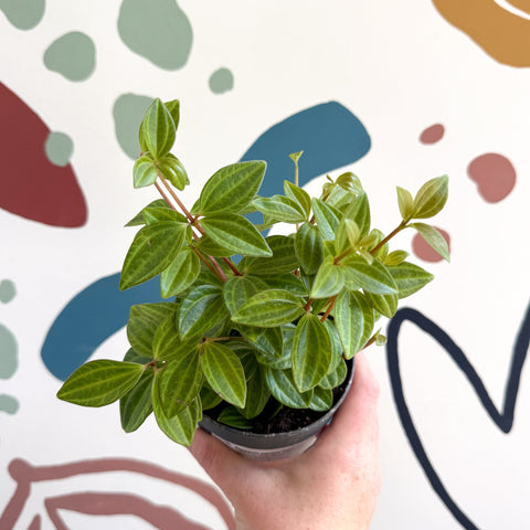 Peperomia angulata 'Rocca Vivace' - Sprouts of Bristol
