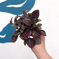 Peperomia caperata 'Cayenne' - Radiator Plant - Sprouts of Bristol
