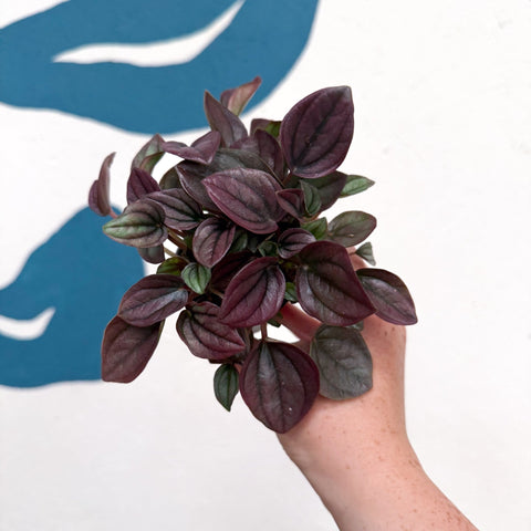 Peperomia caperata 'Cayenne' - Radiator Plant - Sprouts of Bristol