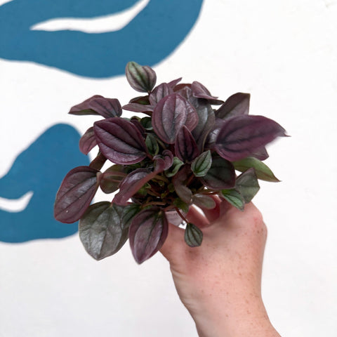 Peperomia caperata 'Cayenne' - Radiator Plant - Sprouts of Bristol