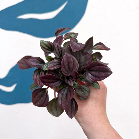 Peperomia caperata 'Cayenne' - Radiator Plant - Sprouts of Bristol