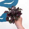 Peperomia caperata 'Cayenne' - Radiator Plant - Sprouts of Bristol