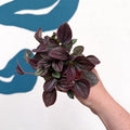 Peperomia caperata 'Cayenne' - Radiator Plant - Sprouts of Bristol