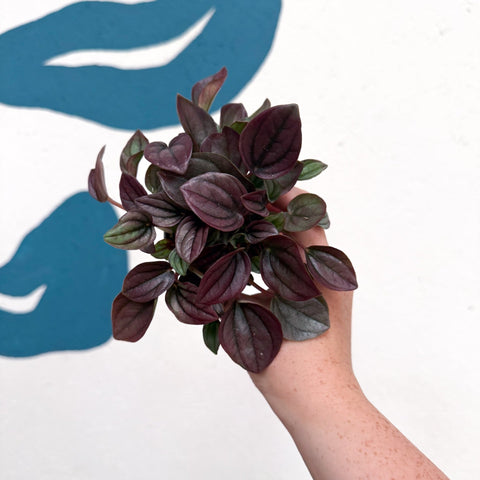 Peperomia caperata 'Cayenne' - Radiator Plant - Sprouts of Bristol
