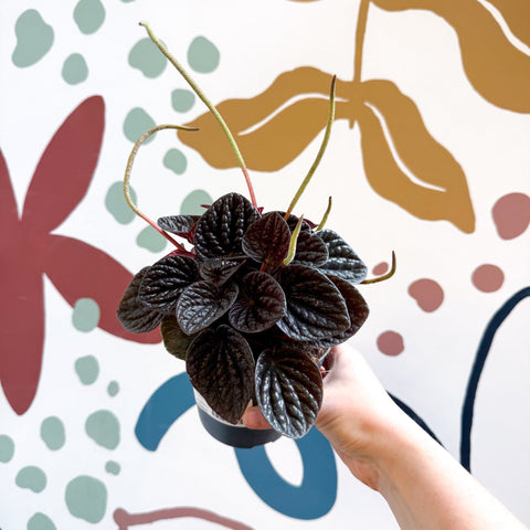 Peperomia caperata 'Chocolat' - Radiator Plant - Sprouts of Bristol