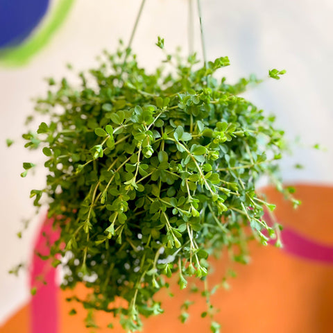 Peperomia clusiifolia 'Isabella' - Sprouts of Bristol