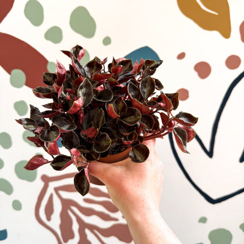 Peperomia columbiana ‘Metallica’ - Sprouts of Bristol