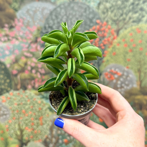 Peperomia ferreyrae 'Fire Sparks' - Sprouts of Bristol