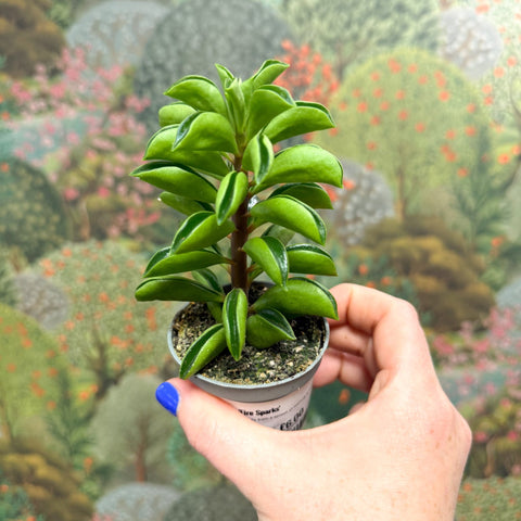 Peperomia ferreyrae 'Fire Sparks' - Sprouts of Bristol
