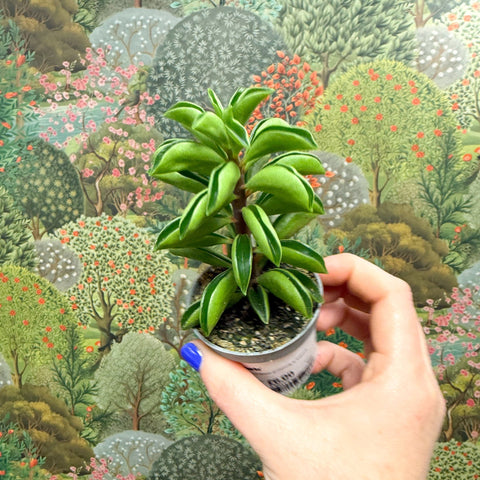 Peperomia ferreyrae 'Fire Sparks' - Sprouts of Bristol