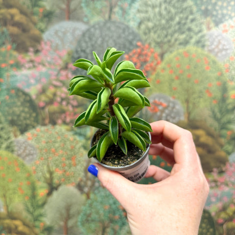 Peperomia ferreyrae 'Fire Sparks' - Sprouts of Bristol