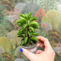 Peperomia ferreyrae 'Fire Sparks' - Sprouts of Bristol