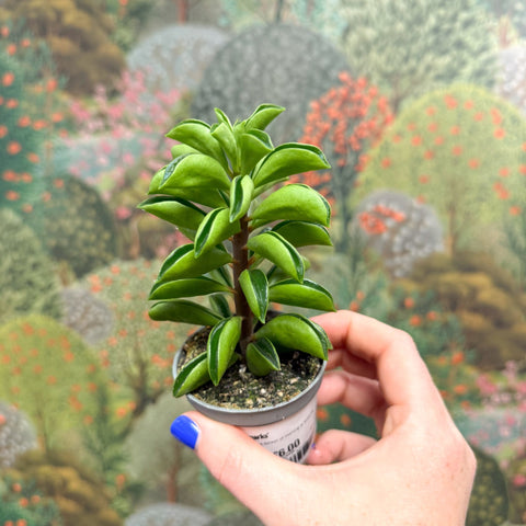 Peperomia ferreyrae 'Fire Sparks' - Sprouts of Bristol