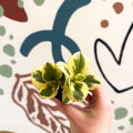 Peperomia obtusifolia 'Obtipan Bicolor' - Baby Rubber Plant - Sprouts of Bristol