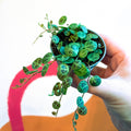 Peperomia prostrata - String of Turtles - Sprouts of Bristol