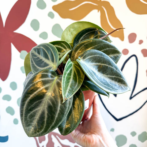 Peperomia pseudovariegata var. sarcophylla - Sprouts of Bristol