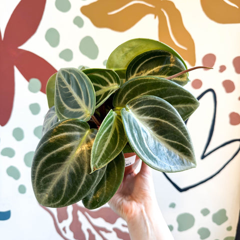 Peperomia pseudovariegata var. sarcophylla - Sprouts of Bristol