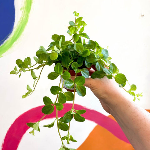 Peperomia rotundifolia - Trailing Jade Plant - Sprouts of Bristol