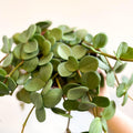 Peperomia tetraphylla 'Hope' - Sprouts of Bristol