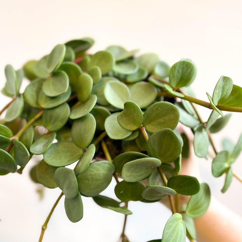 Peperomia tetraphylla 'Hope' - Sprouts of Bristol
