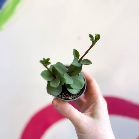 Peperomia tetraphylla 'Hope' - Sprouts of Bristol