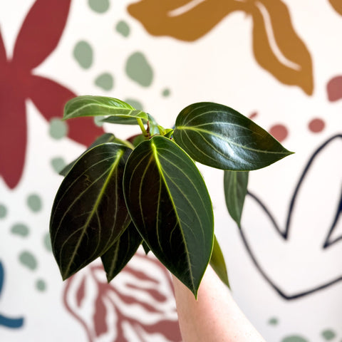 Peperomia ‘Vanilla’ - Sprouts of Bristol