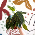 Peperomia ‘Vanilla’ - Sprouts of Bristol