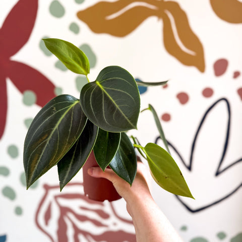 Peperomia ‘Vanilla’ - Sprouts of Bristol