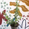 Perovskia 'Blue Spire' - Cotswold Grown Perennial - Sprouts of Bristol