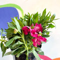 Peruvian Lily - Alstroemeria 'Inticancha Machu’ - British Grown Perennial - Sprouts of Bristol