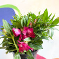 Peruvian Lily - Alstroemeria 'Inticancha Machu’ - British Grown Perennial - Sprouts of Bristol