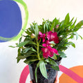 Peruvian Lily - Alstroemeria 'Inticancha Machu’ - British Grown Perennial - Sprouts of Bristol