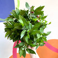 Peruvian Lily - Alstroemeria 'Inticancha Machu’ - British Grown Perennial - Sprouts of Bristol